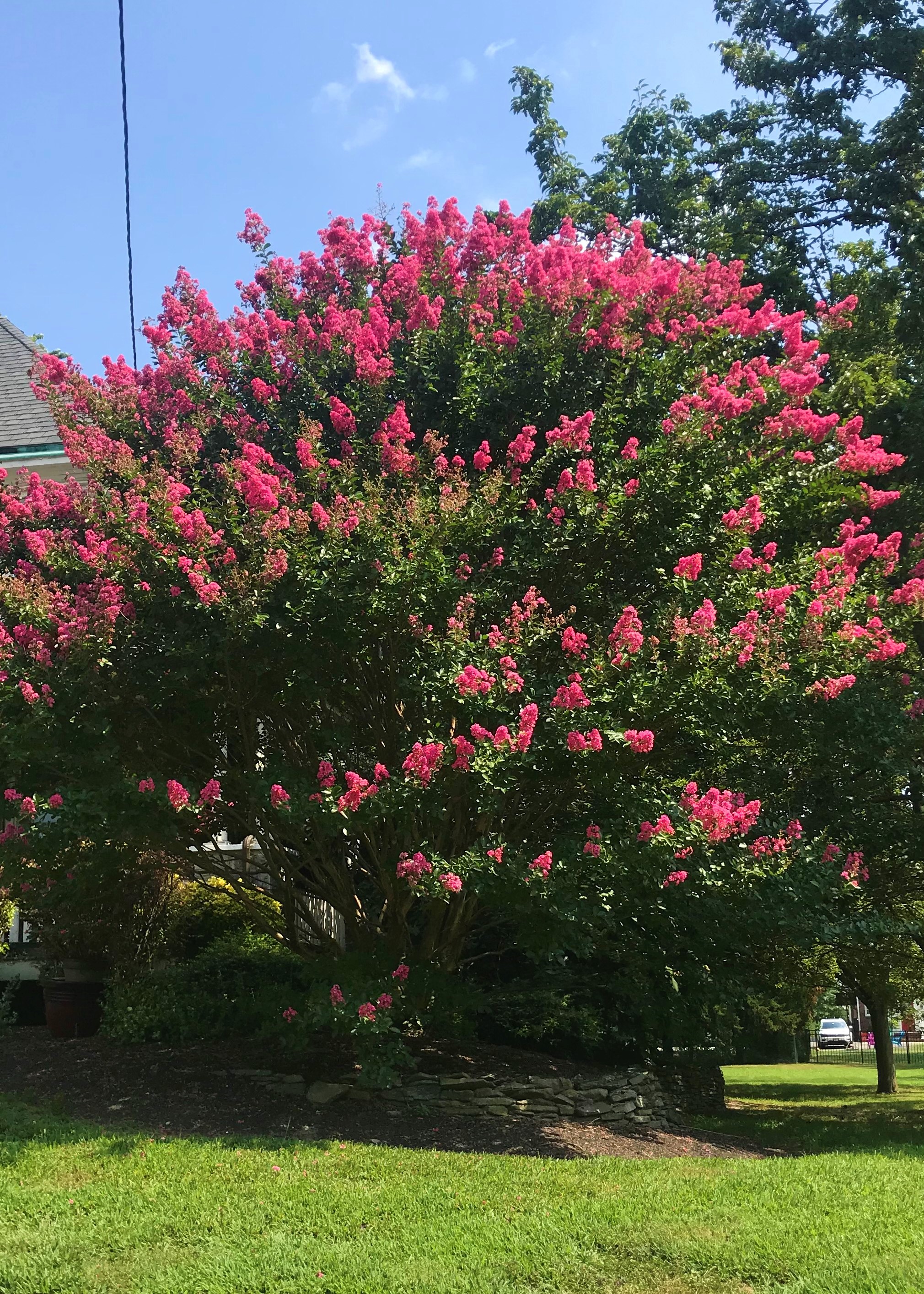 The Crepe Myrtle | Life Isn't Easy